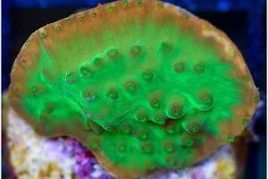 Cup Coral Thumbnail