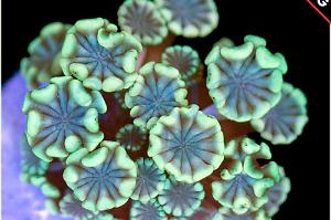 Alveopora Coral Thumbnail