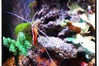 Red Line Cleaner Shrimp Thumbnail