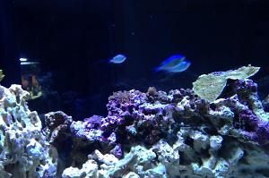 Blue/Green Reef Chromis Thumbnail