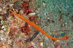 Banded Pipefish Thumbnail