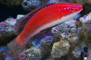 Longfin Fairy Wrasse Thumbnail