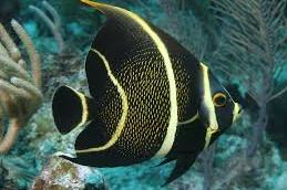 French Angelfish Thumbnail