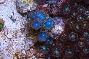 Assorted Zoas Thumbnail