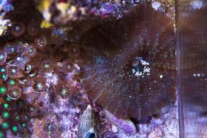 Mushroom Coral Thumbnail