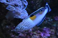 clown coris wrasse Thumbnail