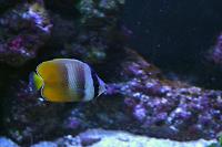 Kleins butterflyfish Thumbnail