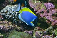 Powder Blue Tang Thumbnail