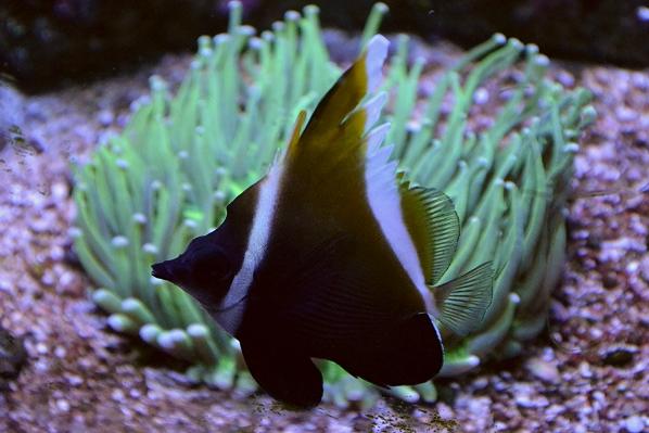 Heniochus Brown Butterflyfish / Heniochus varius 2