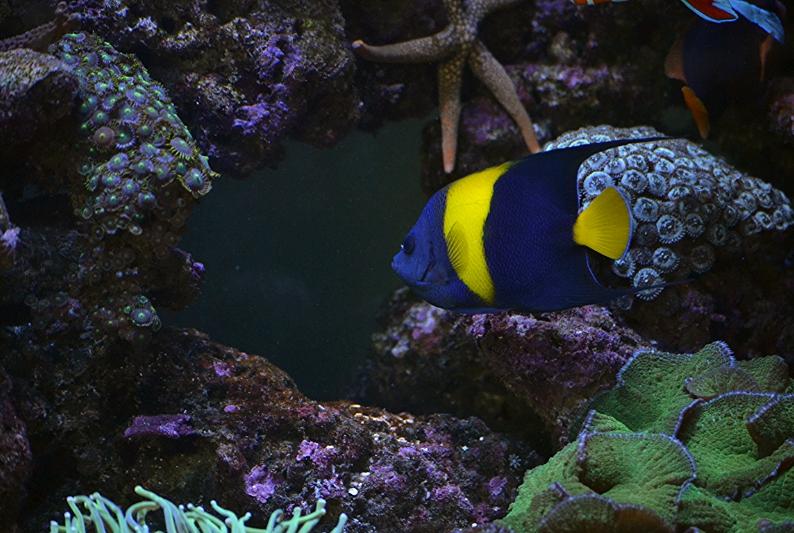 Asfur Angelfish