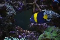 Asfur Angelfish Thumbnail