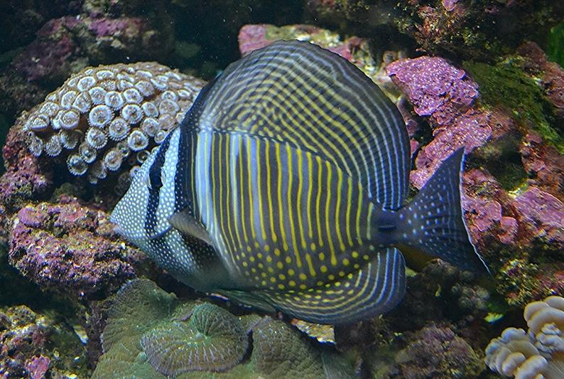 Sailfin Tang Desjardini