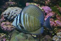 Sailfin Tang Desjardini Thumbnail