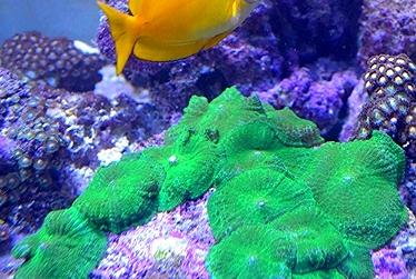 Green Mushroom Coral