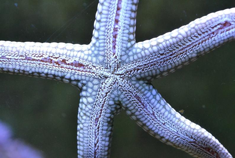 yellow mesh starfish