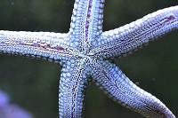 Yellow Mesh Starfish Thumbnail