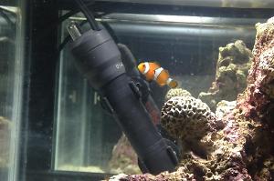 Ocellaris Clownfish Thumbnail