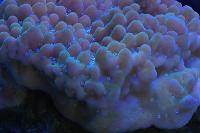 Montipora Coral Dimpled Encrusting Thumbnail