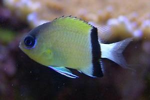 Black Bar Chromis Thumbnail