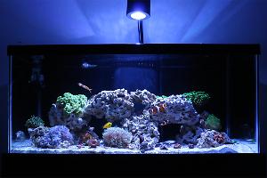 Reef Hobbyist 40B Thumbnail