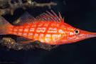 Longnose Hawkfish Thumbnail