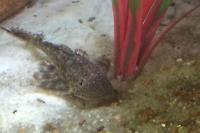 Pleco Catfish Thumbnail