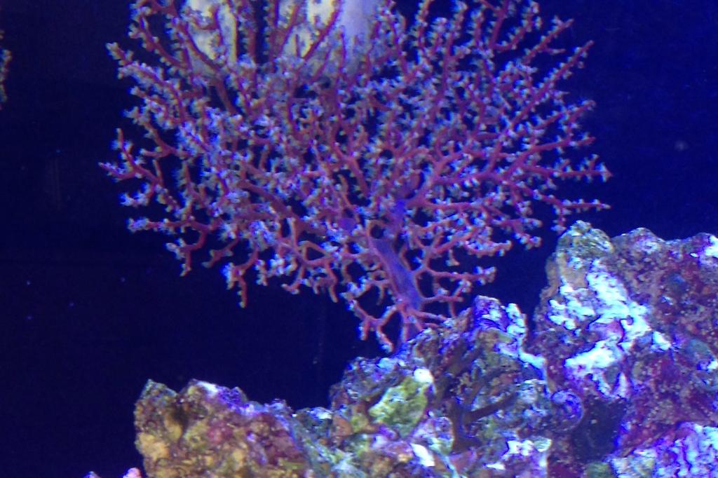 Blueberry Sea Fan / Acalycigorgia sp 25