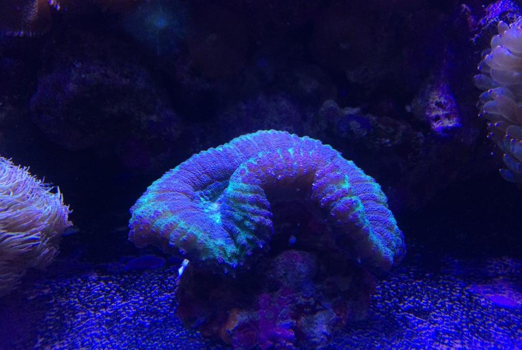 Brain Coral, Trachyphyllia