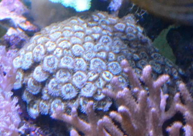 Zoanthid