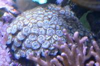 Zoanthid Thumbnail