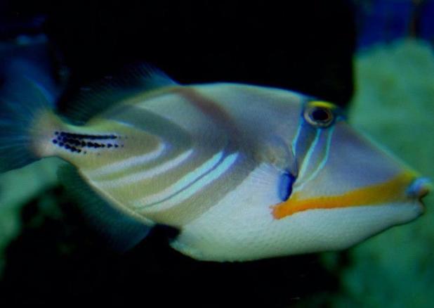 Humu Picasso Triggerfish