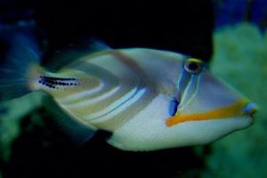 Humu Picasso Triggerfish Thumbnail