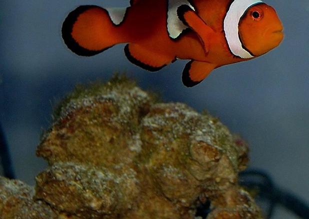 clown fish