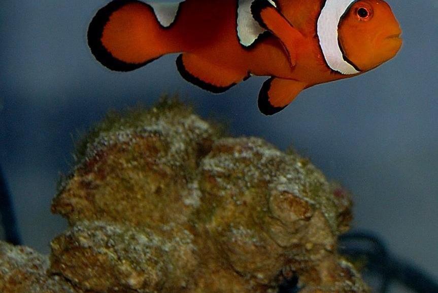 clown fish