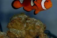 clown fish Thumbnail