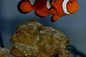 clown fish Thumbnail