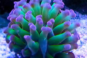 Hammer coral