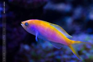 Bartlett's Anthias - Male