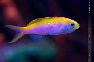 Bartlett's Anthias - Female