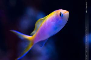 Bartlett's Anthias - Another Male?