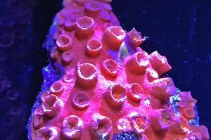 Orange Cup Coral Thumbnail