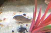 Cory Catfish Thumbnail