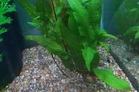 Java Fern Thumbnail