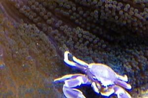 Porcelain Anemone Crab Thumbnail