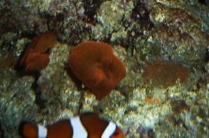 Mushroom Coral Super Red Thumbnail