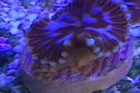 Zoanthid Thumbnail