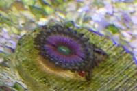 Zoanthid Thumbnail