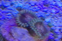 Zoanthid Rosey Posey Thumbnail