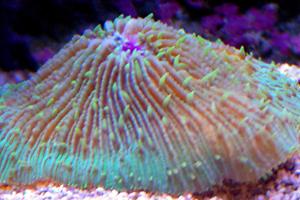 Plate Coral Orange - Short Tentacle Thumbnail