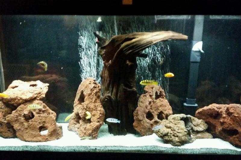 Cichlid Tank 2014 Thumbnail